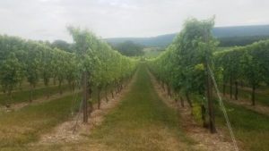 Winery Tours in Pa